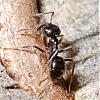 Formicidae_NG3909.jpg