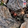 Formicidae_NE8301.jpg