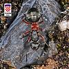 Formicidae_NE8303.jpg