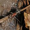 Formica_sp_female_NG7166.jpg