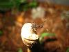 Camponotus ligniperda 004.jpg