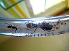 Camponotus ligniperda 026.jpg