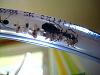 Camponotus ligniperda 027.jpg