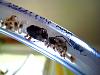 Camponotus ligniperda 048.jpg