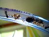 Camponotus ligniperda 057.jpg
