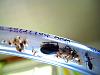 Camponotus ligniperda 058.jpg