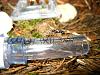Camponotus ligniperda 054.jpg