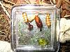 Camponotus ligniperda 056.jpg