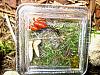 Camponotus ligniperda 061.jpg