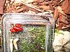 Camponotus ligniperda 062.jpg