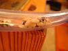 Camponotus ligniperda 272.jpg