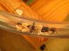 Camponotus ligniperda 274.jpg
