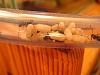 Camponotus ligniperda 270.jpg