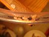 Camponotus ligniperda 273.jpg