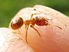 lasius2.jpg