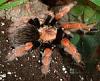 Brachypelma_boehmei1.jpg