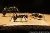 Polyrhachis_dives_Jan2010_03-450+C.JPG