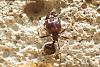 Pheidologeton_diversus_Februar_2010_23-450+C.JPG