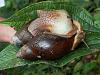 PICT0339-Achatina-Paar.jpg