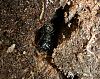camponotus vagus7.jpg
