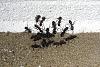 cligniperda12042010b.jpg