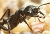 Myrmecia__01-800.JPG