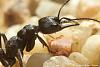 Myrmecia__02-800.JPG