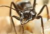 Myrmecia__03-800.JPG