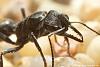 Myrmecia__05-800.JPG