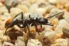 Myrmecia__09-800.JPG