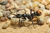 Myrmecia__12-800.JPG
