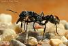Myrmecia__18-800.JPG