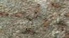 Myrmica 4.JPG