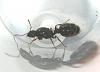 tetramorium1.jpg (122.27 KiB) 2269 mal betrachtet tetramorium1.jpg