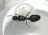 tetramorium2jpg.jpg (127.28 KiB) 2270 mal betrachtet tetramorium2jpg.jpg