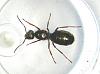 Formica fusca.jpg (169.18 KiB) 2274 mal betrachtet Formica fusca.jpg