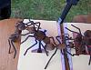 8-Trophallaxis.jpg