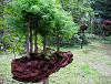 9-Bonsai-1.jpg