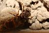 Ant04.jpg
