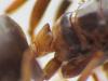 lasius13.jpg
