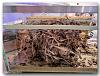 Ants3-800+R.JPG