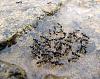 IMG_1665-Messor-Wasserballe.jpg