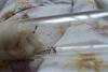 DSC01568.jpg
