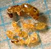 3-Plag.-alluaudi-Gyne-u.-Arb..jpg