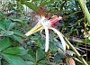 6-Pachira-2-web.jpg