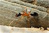 Campo (4)+800.jpg (411.86 KiB) 1346 mal betrachtet Campo (4)+800.jpg