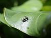 foto_thailand_polyrhachis_sp4.jpg