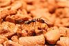 Odontomachus (1)-800.jpg