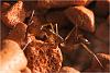Odontomachus (2)-800.jpg