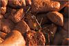 Odontomachus (3)-800.jpg